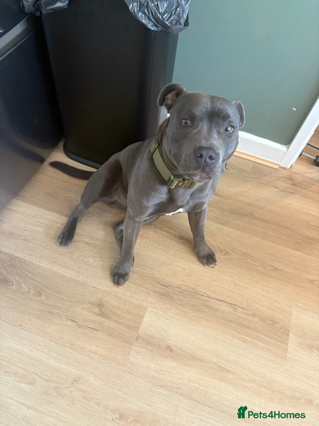 Staffordshire Bull Terrier dogs for sale: 8 month old staff in Gravesend - Advert 1