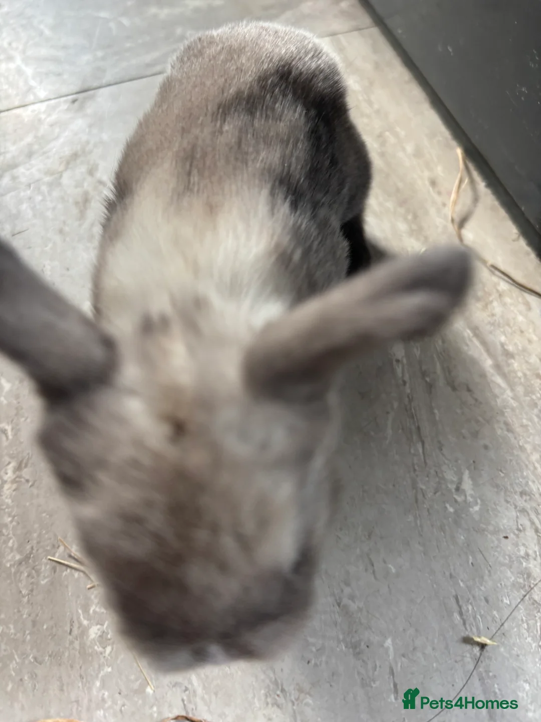 Mini Lop rabbits for sale: Pure bred  mini lops. Some are seal points also.  - Advert 16