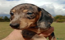 Miniature Dachshund dogs for sale: Stunning silver dapple miniature dachshunds  - Image 17