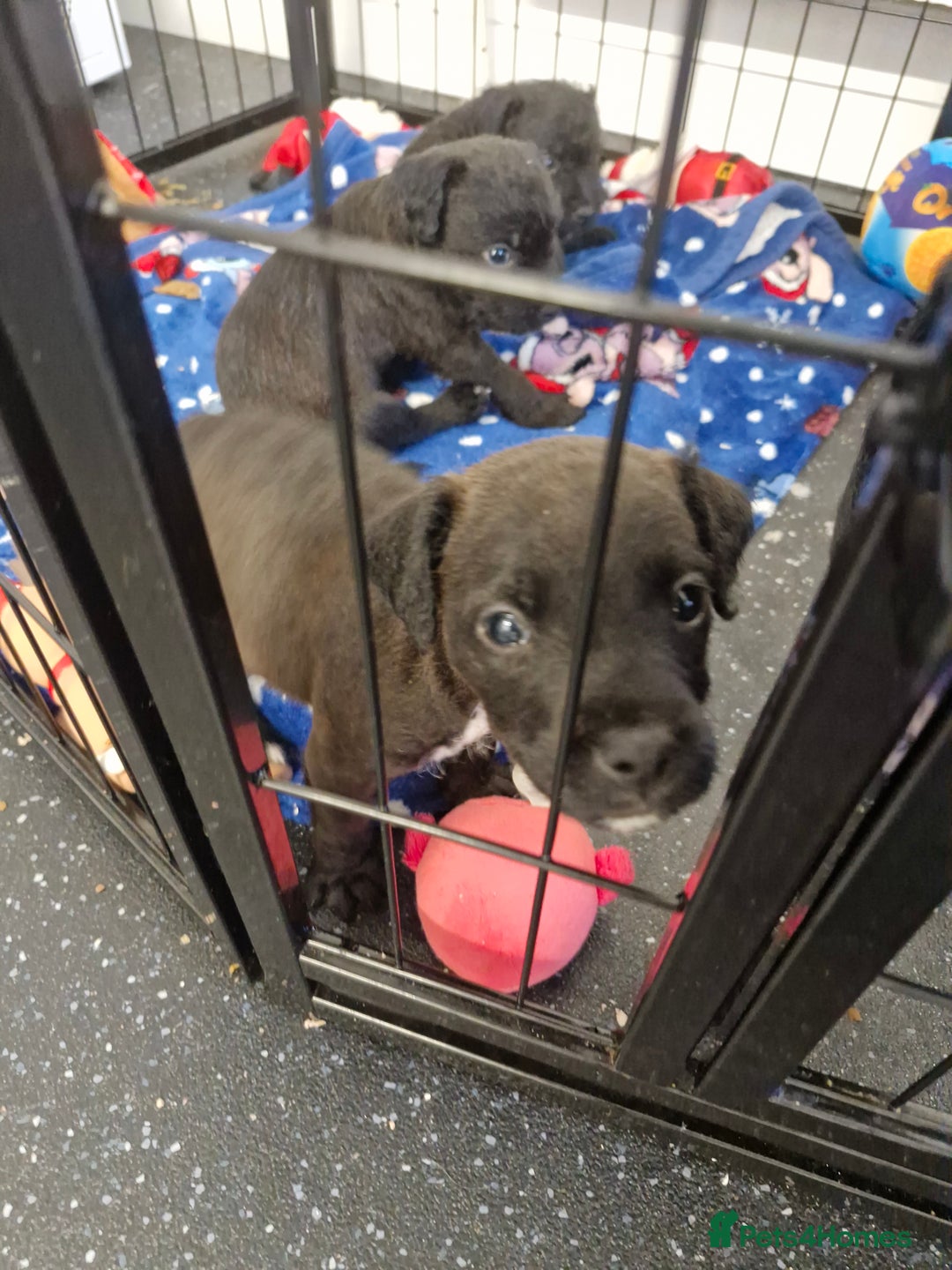 Patterdale Terrier dogs for sale: Patterdale x lakeland  - Image 16