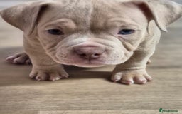 American Bully dogs for sale: Champagne, Chocolate, Merle Micro Pocket Bullys  in Wilmslow - Image 7