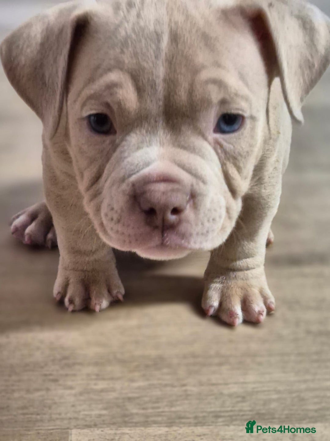 American Bully dogs for sale: Champagne, Chocolate, Merle Micro Pocket Bullys  in Wilmslow - Image 7