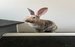 Rex rabbits for sale: Last Rex baby Bunny’s looking for loving homes  - Image 4