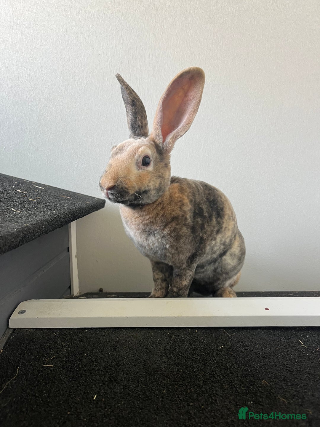 Rex rabbits for sale: Last Rex baby Bunny’s looking for loving homes  - Image 4
