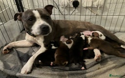 Staffordshire Bull Terrier dogs for sale: Kc Staffordshire bull terrior puppies - Image 1