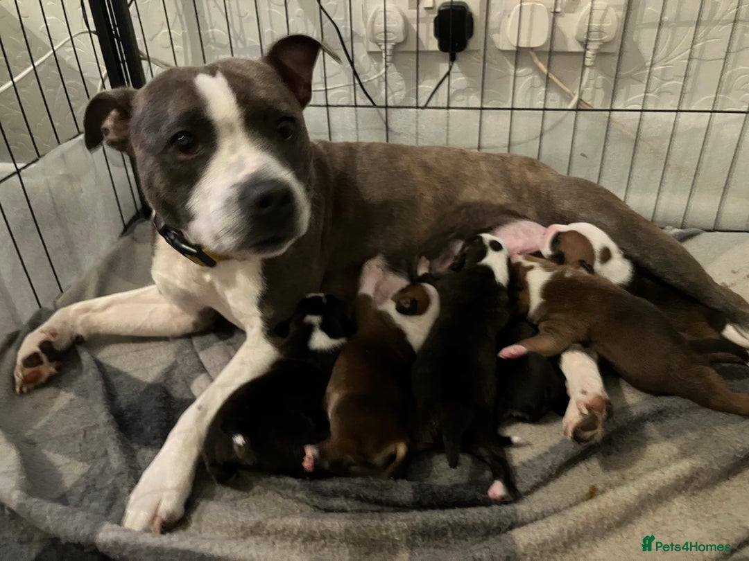 Staffordshire Bull Terrier dogs for sale: Kc Staffordshire bull terrior puppies - Image 1