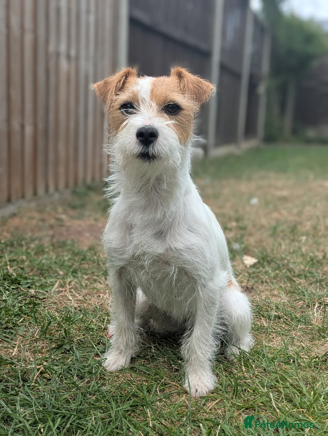 Jack Russell dogs for sale: Jack Russell Puppies - Advert 8