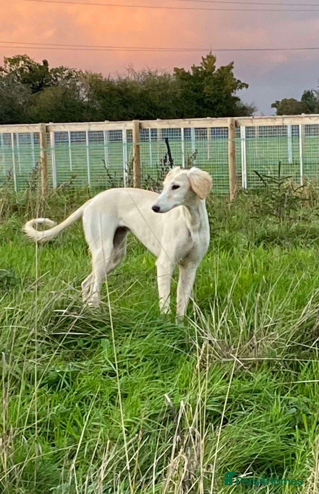 Mixed Breed dogs for sale: Beautiful Saluki x Whippet puppies - Advert 38