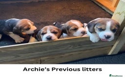 Beagle dogs for stud: Archie - Quality Proven KC Stud Dog in Plymouth - Image 11