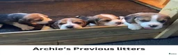 Beagle dogs for stud: Archie - Quality Proven KC Stud Dog in Plymouth - Advert 11