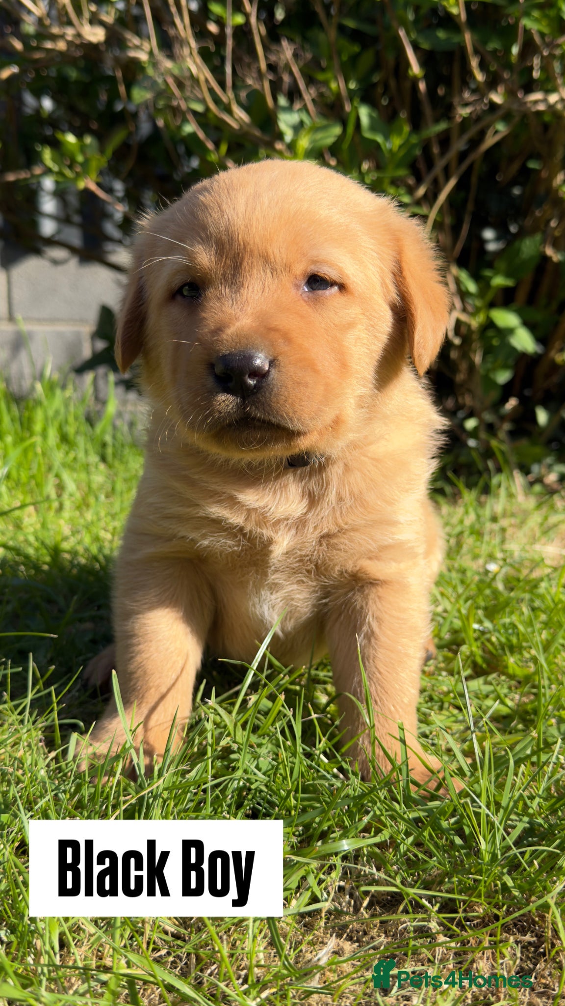 Labrador Retriever dogs Fox Red Cross Golden Labrador Puppies  - Advert 1