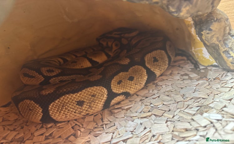 Python Snake reptiles - Advert 1