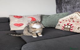 Ragdoll cats for sale: Ragdoll x BSH/MaineCoon kittens  - Advert 3