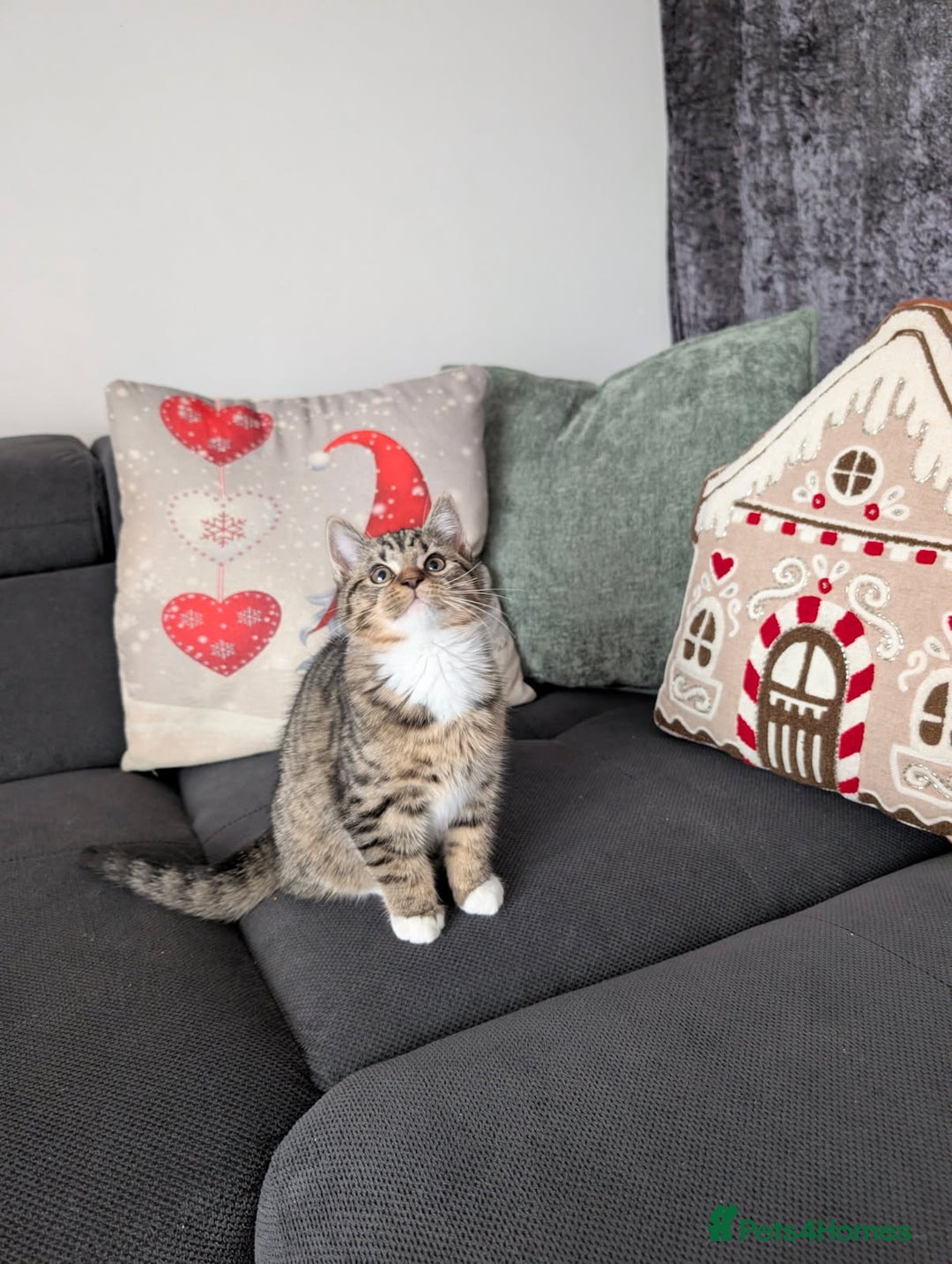 Ragdoll cats for sale: Ragdoll x BSH/MaineCoon kittens  - Advert 3