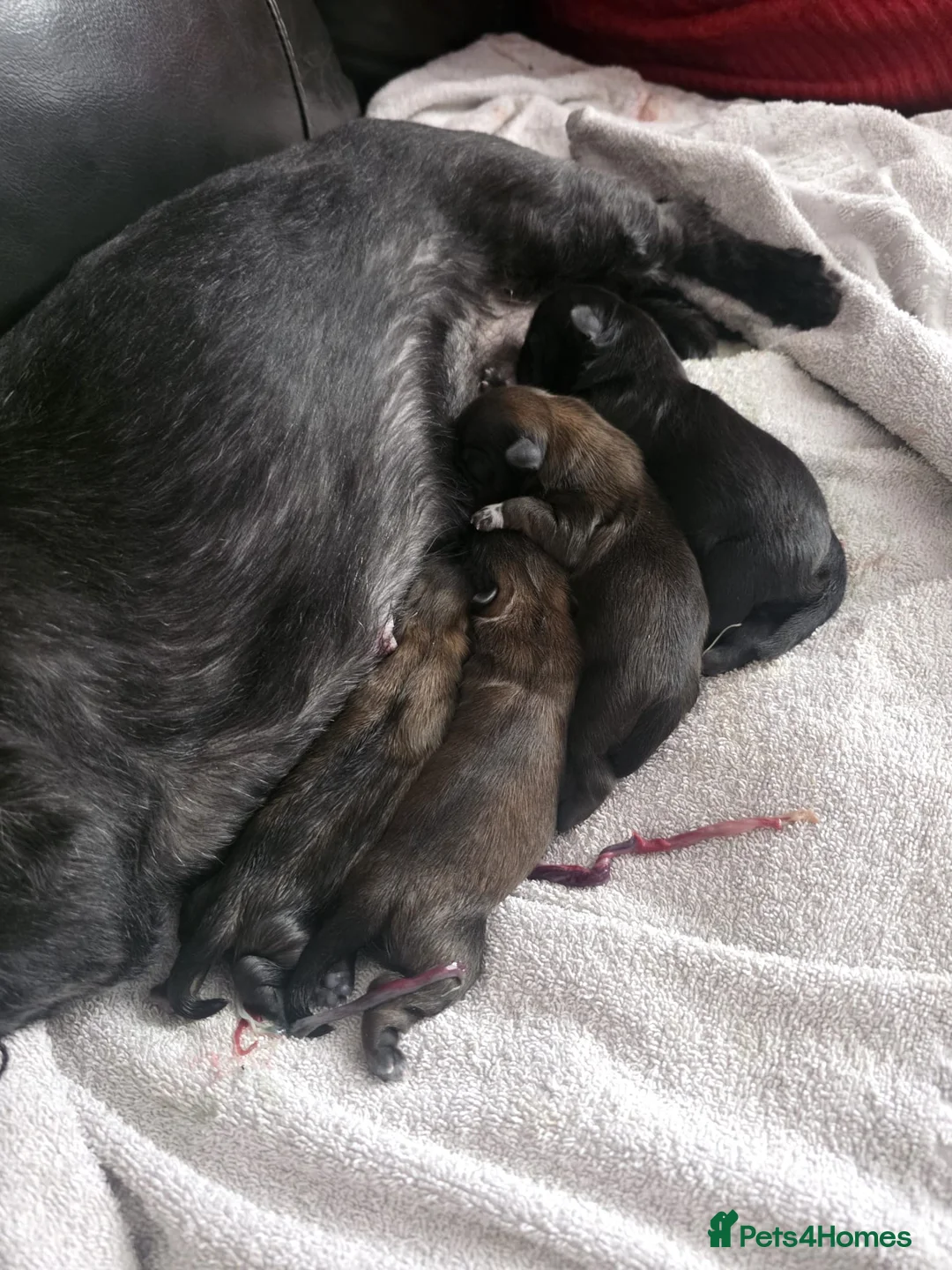 Shih Tzu dogs for stud: Jasper fully KC Registered  - Advert 9