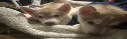 Siberian Husky dogs for sale: Beautiful Siberian husky all boys ready to go - Advert 8