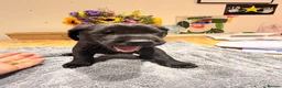 Labrador Retriever dogs for sale: Beautiful litter of Labrador Puppies  - Advert 13