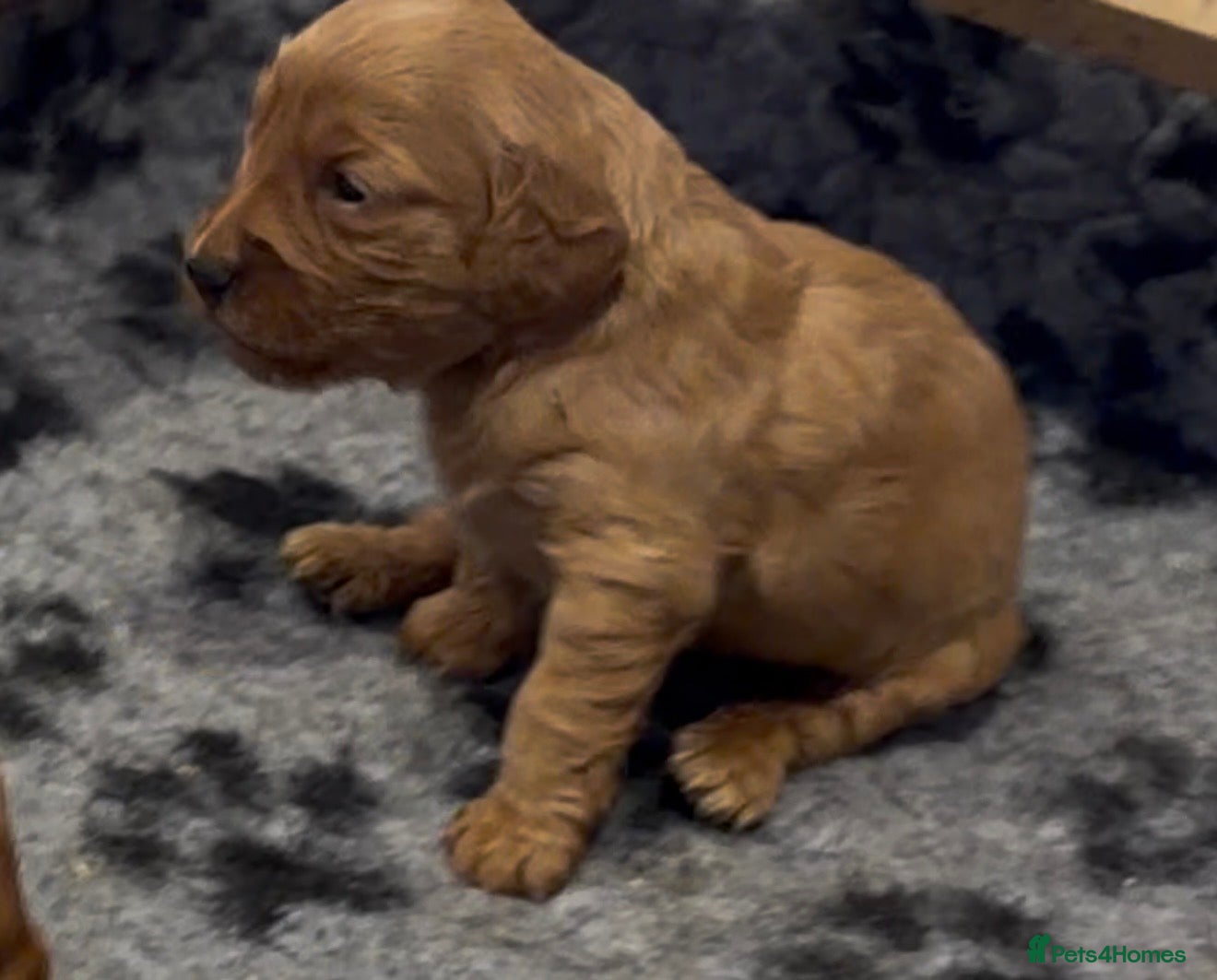 Cockapoo dogs Exceptional family pets top quality cockapoo’s - Advert 2