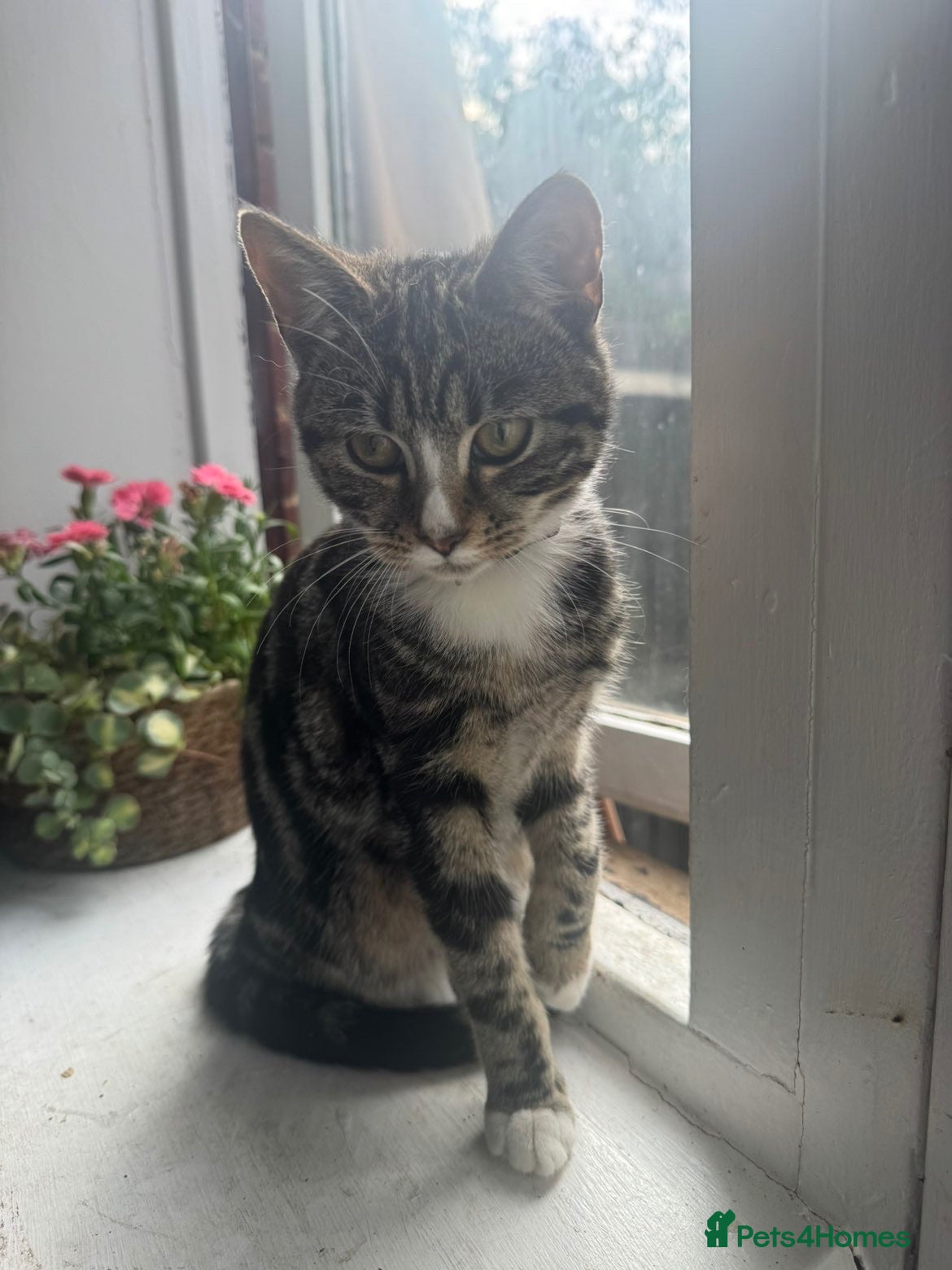 Mixed Breed cats A beautiful kitten looking for a new home  - Advert 1