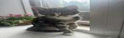 Mixed Breed cats for sale: A beautiful kitten looking for a new home  - Advert 1