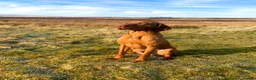Hungarian Vizsla dogs for sale: Beautiful KC Registered Hungarian Vizsla Puppies  - Advert 31
