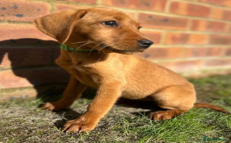 Labrador Retriever dogs - Advert 12