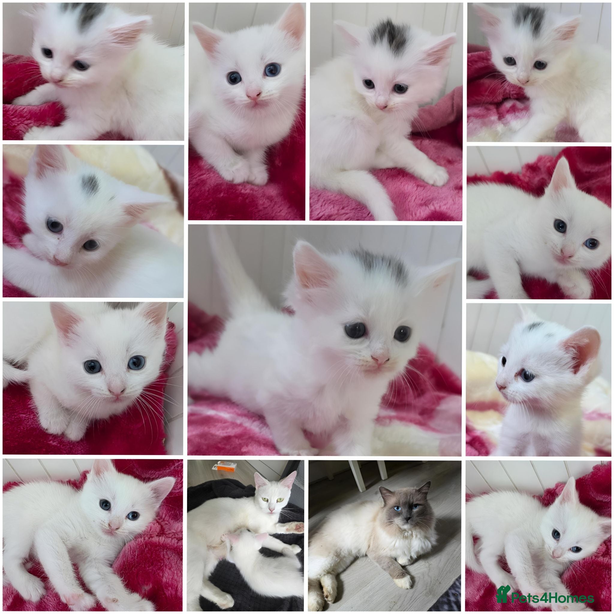 Mixed Breed cats 🔹️🔸️🔹️Kittens🔸️domestic cat x Ragdoll 🔹️🔸️ - Advert 1
