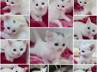 Mixed Breed cats 🔹️🔸️🔹️Kittens🔸️domestic cat x Ragdoll 🔹️🔸️ - Advert 1