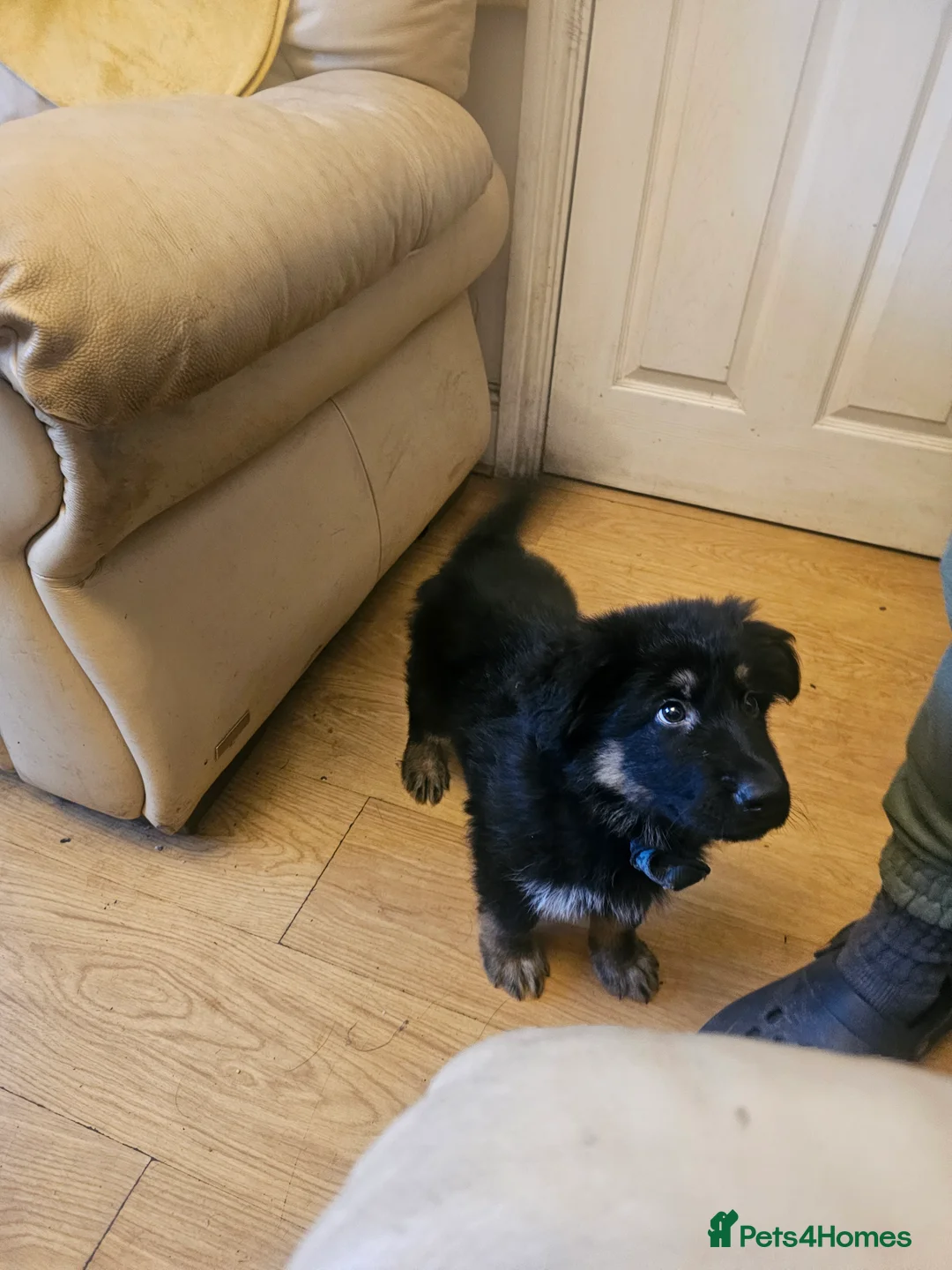 German Shepherd dogs for sale: Long haired German Sheperd dog puppy. - Advert 2