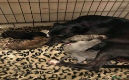 Whippet dogs for stud: KC Registered Whippet Dog in Swadlincote - Image 6