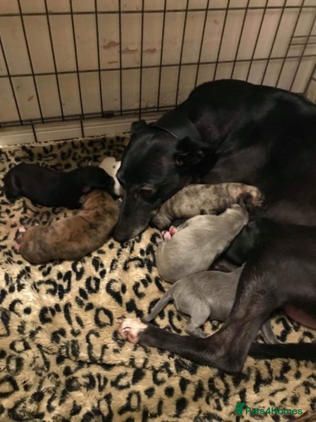Whippet dogs for stud: KC Registered Whippet Dog in Swadlincote - Image 6