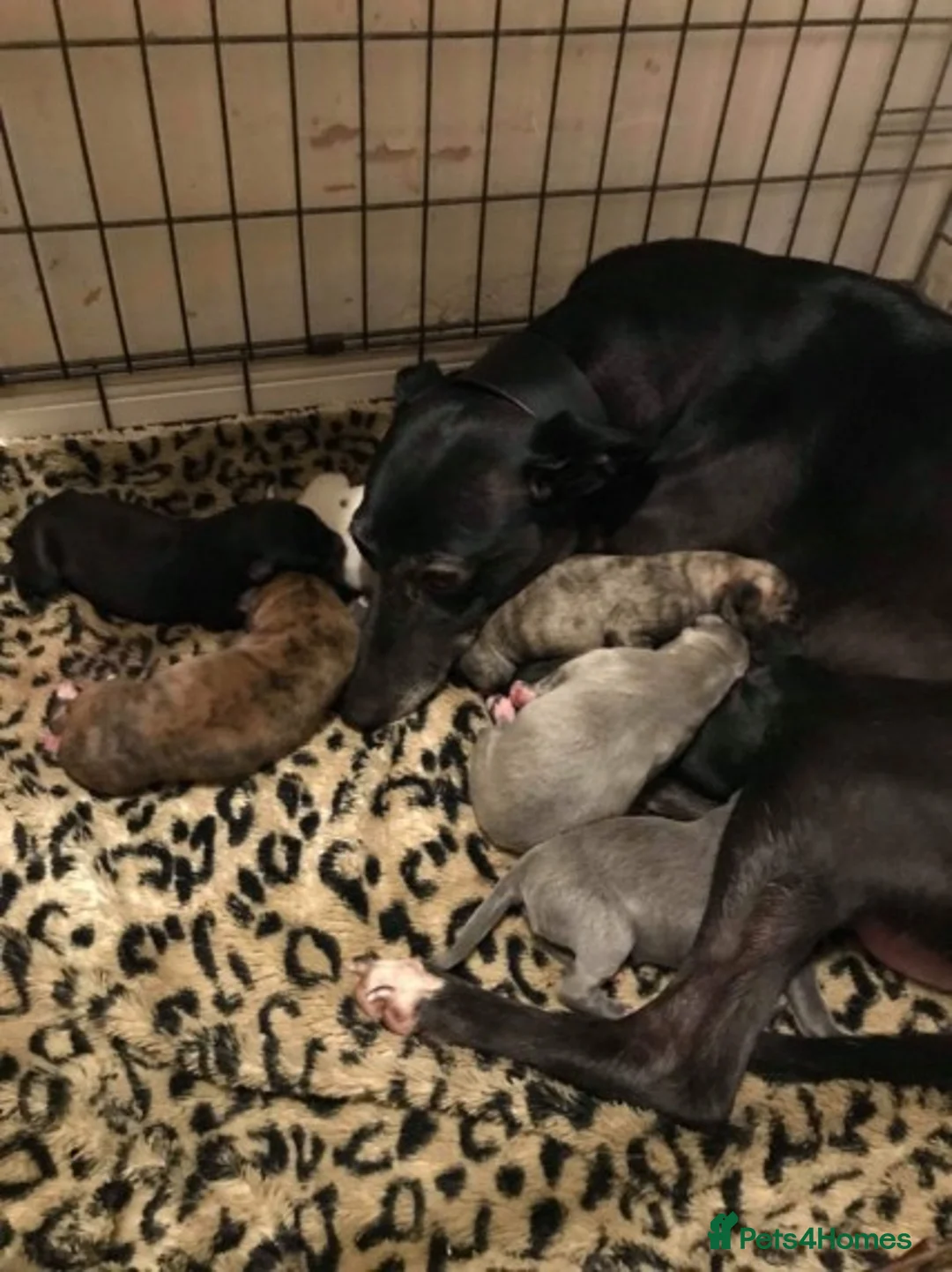 Whippet dogs for stud: KC Registered Whippet Dog in Swadlincote - Advert 6