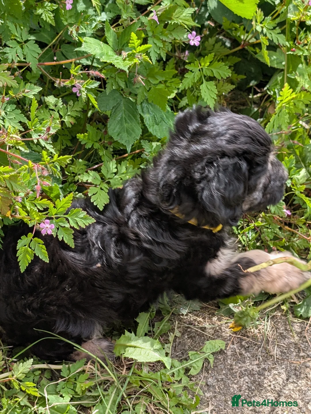 Cockapoo dogs for sale: F2b cockapoo pups health test parents - Advert 19