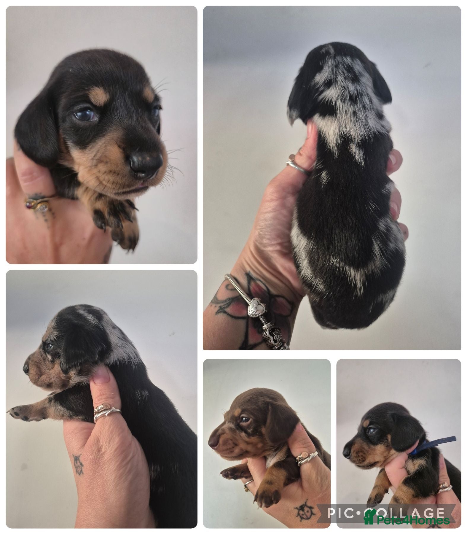 Miniature Dachshund dogs PRA CLEAR MINIATURE DACHSHUND PUPPIES - Advert 9