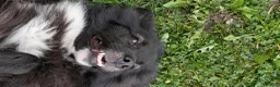 Mixed Breed dogs for adoption: Nala for adoption in Leigh-on-Sea - Advert 4