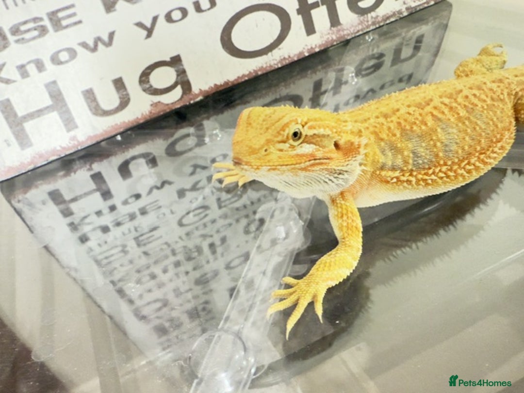 Bearded Dragon reptiles for sale: 🔥SALE🔥LAST 4 Baby Bearded Dragons ### £140 ##  - Image 1