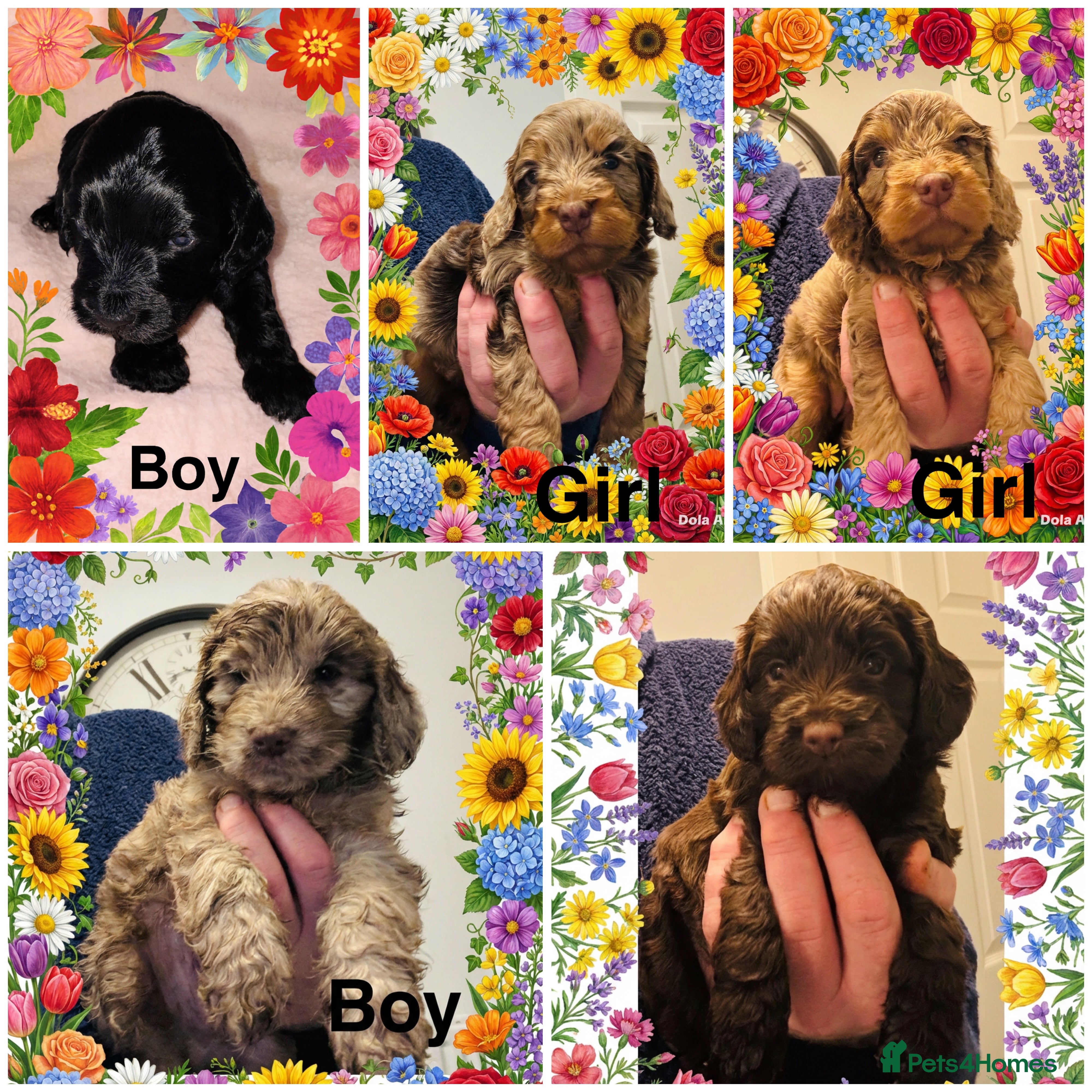 Cockapoo dogs ❤️DNA Tested Rare Sable Cockapoos, Ready 20th Feb  - Advert 17