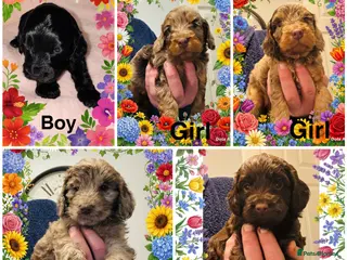 Cockapoo dogs ❤️DNA Tested Rare Sable Cockapoos, Ready 20th Feb - Advert 17
