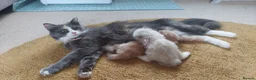 Ragdoll cats for sale: X6 Beautiful Ragdoll/Persian "Perdoll" Kittens - Advert 10