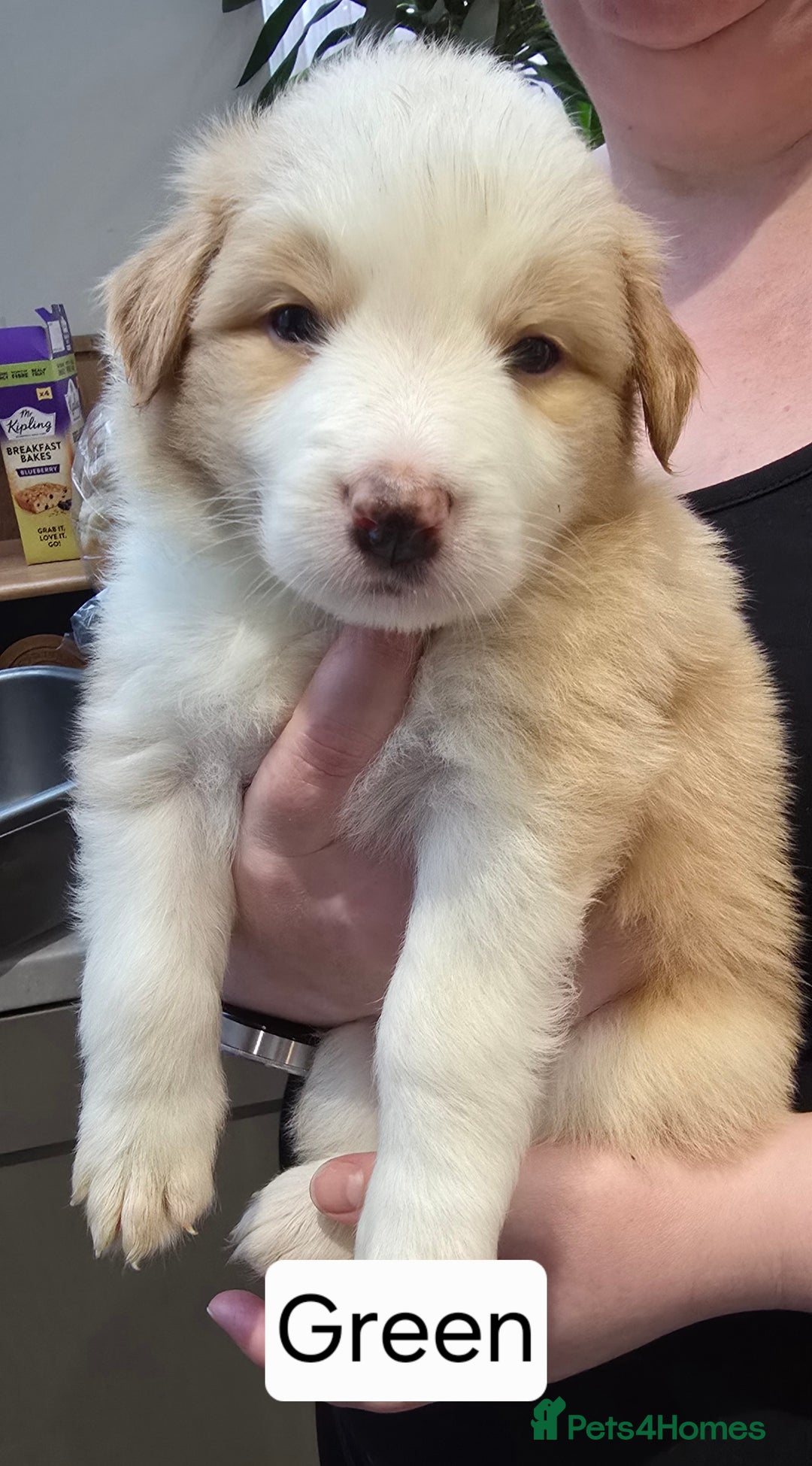 Border Collie dogs for sale: Beautiful EE-Red/Golden Long Haired Border Collies - Advert 13