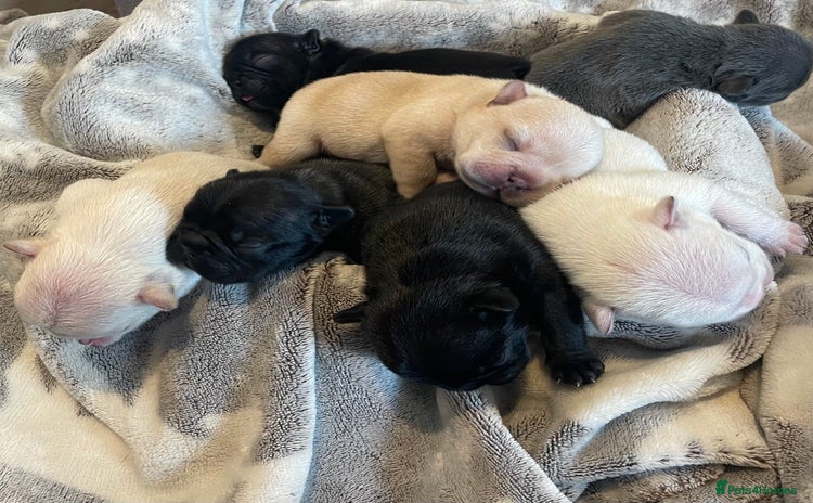 French Bulldog dogs - Advert 1