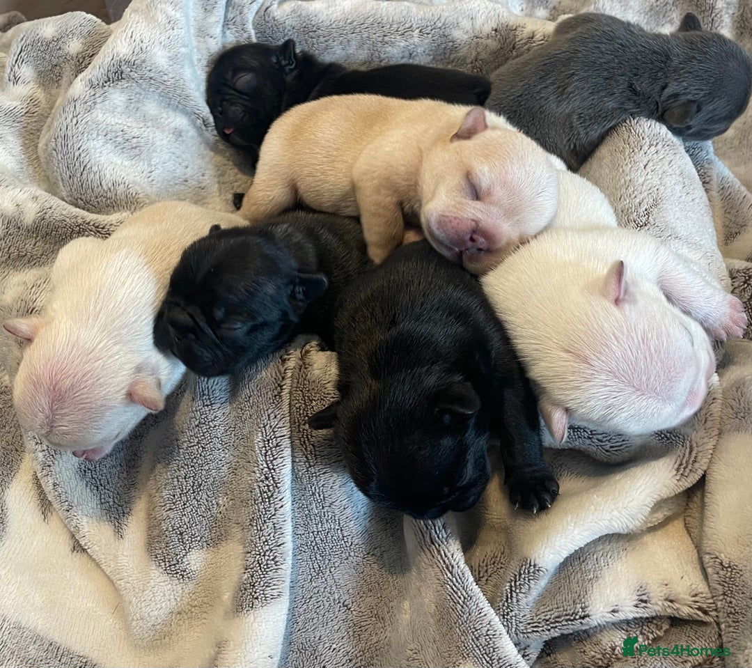 French Bulldog dogs for sale: KC Reg Frenchie Puppies - Image 1