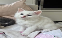 Siberian cats for sale: Siberian Hypoallergenic Kittens  - Image 2