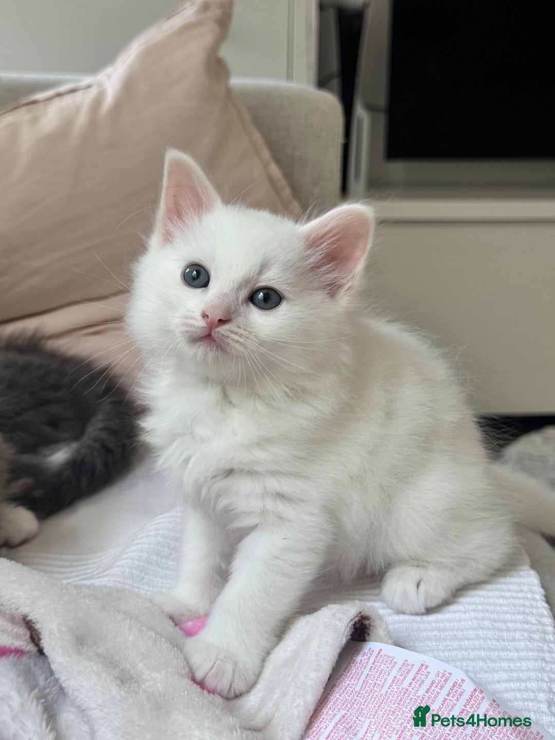 Siberian cats for sale: Siberian Hypoallergenic Kittens  - Image 2