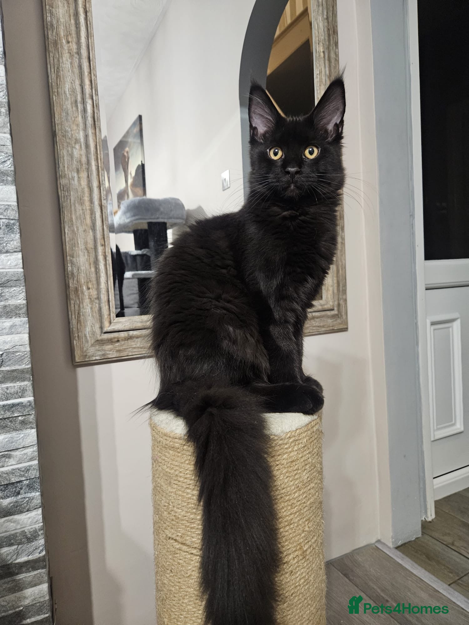 Maine Coon cats ✨2 GCCF Females Ready to go!✨ - Advert 5