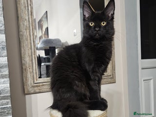 Maine Coon cats ✨2 GCCF Females Ready to go!✨ - Advert 1