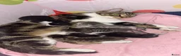 Mixed Breed cats for sale: 5x kittens for sale  in Hull - Advert 2