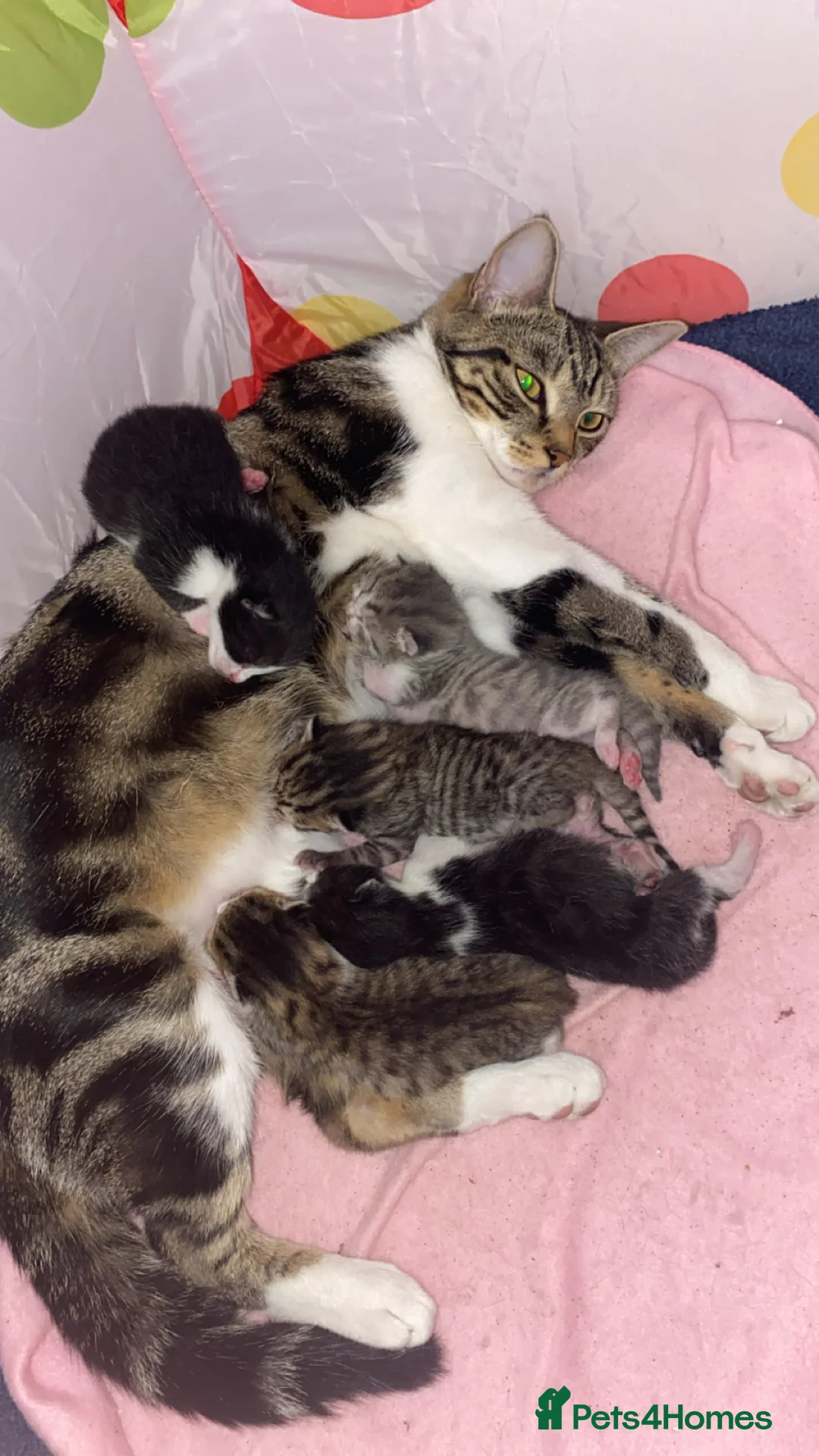 Mixed Breed cats for sale: 5x kittens for sale  in Hull - Advert 2