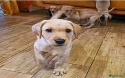 Labrador Retriever dogs for sale: KC reg Lab Retriever girls ready now - Image 7