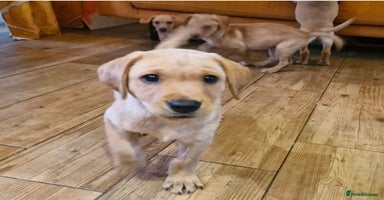 Labrador Retriever dogs - Advert 1